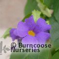 Small image of THUNBERGIA